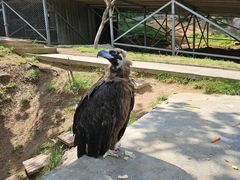 -西霞口神雕山野生动物世界