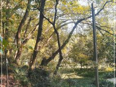 -上海佘山国家森林公园天马山园