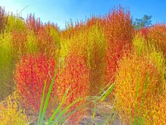 -天津东丽湖风景区