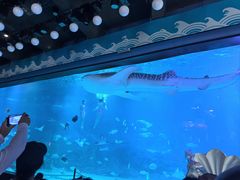 -烟台海昌鲸鲨海洋公园