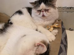 -Cappucimeow猫咪咖啡馆(韦伯时代店)