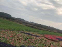 -空港花田景区