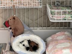 -立德动物医院·异宠·CT·鹦鹉(天河店)