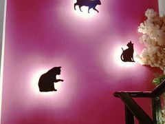 -70cat德文卷毛猫·缅因猫纯种猫舍
