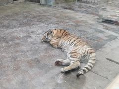 -西安秦岭野生动物园