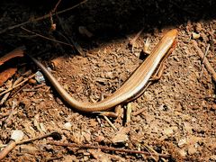 -北京上方山国家森林公园