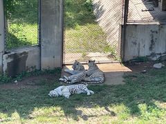 -石家庄市动物园