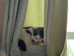 -纳吉亚猫专科动物医院(康都外科中心)