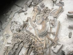 -自贡恐龙博物馆