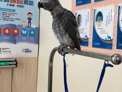 -芭比堂动物医院·犬猫全科·异宠专科(雁塔分院)