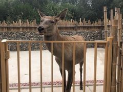 -北京野生动物园