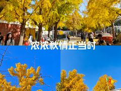 -三里屯东五街银杏大道
