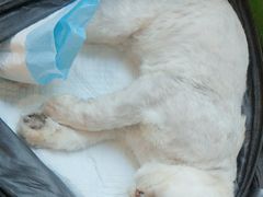 -爱侣·安琦尔宠物医院·中兽医针灸·心内科·狂犬免疫点(宝山区院)