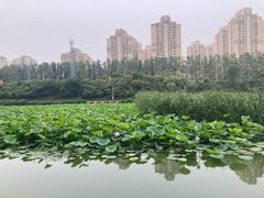 -前关湿地公园