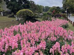 -东莞植物园