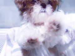 -momokira米努特·德文卷毛猫·棉花面纱犬