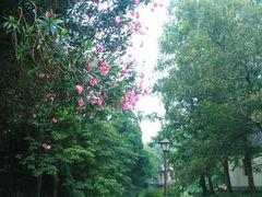 android_upload_pic-叶家花园