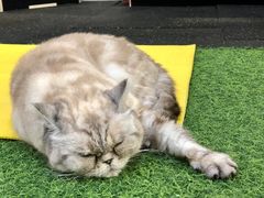 -十年猫舍·猫咪专门店(普陀店)
