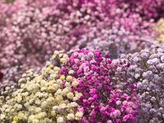 -双季花艺园艺市场(浦东店)