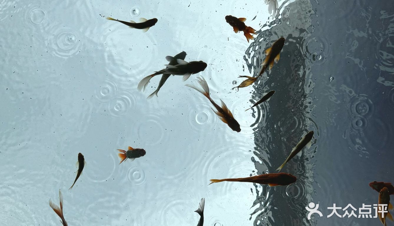 金鱼如悬在空中的吻，流影與光煥蔓延成詩。