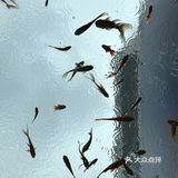 金鱼如悬在空中的吻，流影與光煥蔓延成詩。