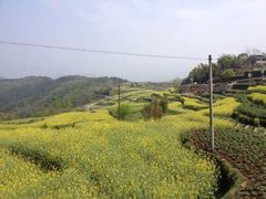 -桑洲油菜花景区