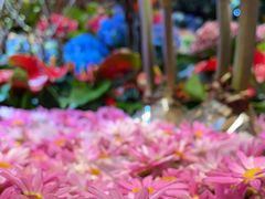 -朝来春花卉市场