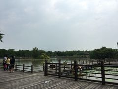 -大湾区中央湿地公园