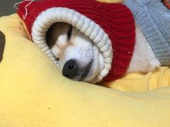 -逗柴咖啡屋·狗咖猫咖宠物桌游