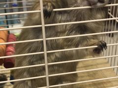 -钓仓鼠(洋桥北里小区店)