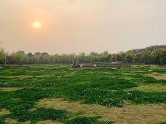 -白鹭湾湿地公园