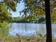 -溱湖国家湿地公园