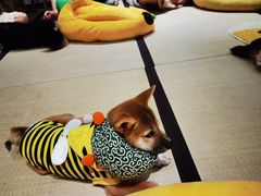 -逗柴咖啡屋·狗咖猫咖宠物桌游
