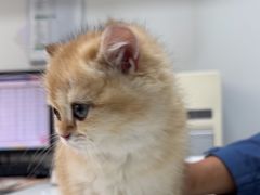 -心仪动物医院·牙专科·肿瘤·心脏科(西客站院)