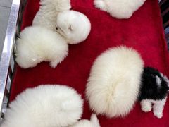 -中环花鸟鱼虫市场
