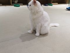 -藏猫猫咖啡主题馆(中央大道店)