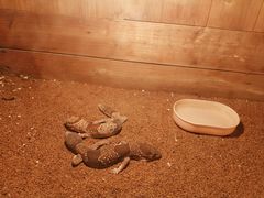 -上海大自然野生昆虫馆