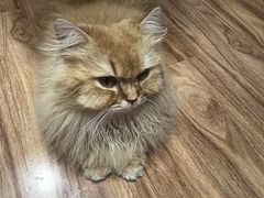 -MOCHA明星猫咖(田子坊店)