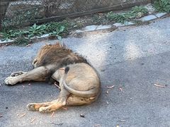 -大连森林动物园