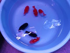 -中环花鸟鱼虫市场