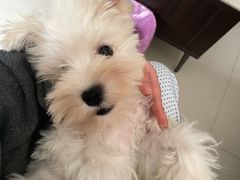 -翊宠yipet猫狗购宠庄园
