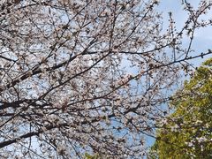 -两河城市森林公园