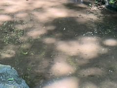 -虎跑公园