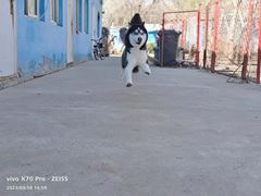 -宠物寄养训练学校