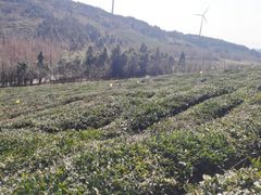 -东白山