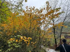 -青峰峡国家森林公园