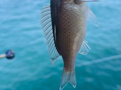 -小猫钓鱼海钓俱乐部(椰梦长廊店)