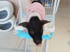 -怪兽屋·羊驼·猫咖·狗咖(俊华广场店)