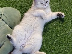 -三花喵·撸猫购宠·宠物生活馆(虹桥南丰城店)
