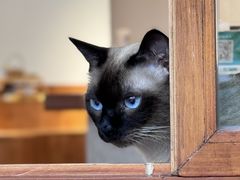 -有猫主题·治愈系猫咖(曾厝垵店)